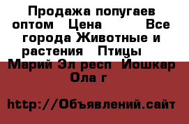 Продажа попугаев оптом › Цена ­ 500 - Все города Животные и растения » Птицы   . Марий Эл респ.,Йошкар-Ола г.